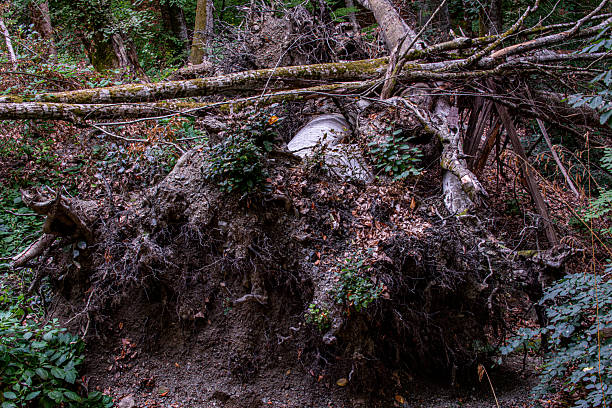 Fagus sylvatica - Common beech - European beech - underground roots of a fallen tree