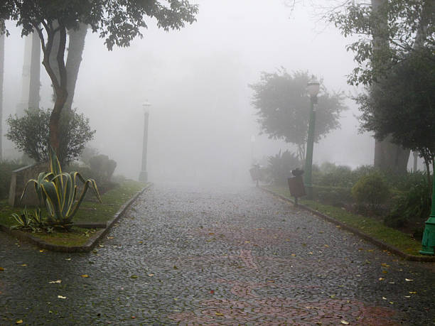 Foggy morning in the park with a path in the foreground