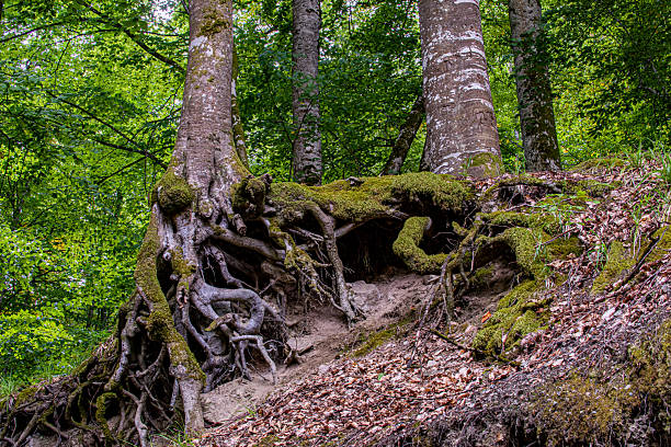 Fagus sylvatica - Common beech - European beech - Moss on the underground roots of the tree