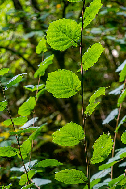 istock Ulmus glabra - Scots elm - Alternating leaves on a branch - Vertical view 2237955931