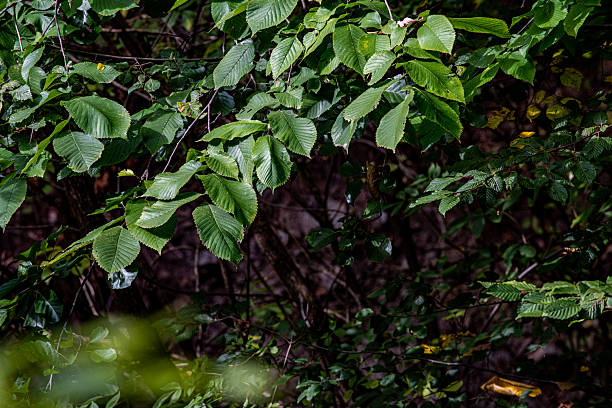 Ulmus glabra - Scots elm - Alternating leaves on a branch