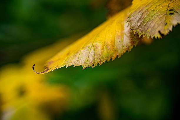 Autumn leaves of birch over white