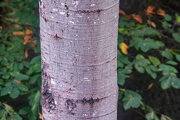 istock Populus tremula - Trembling apsen or European apsen - Middle-aged trunk 2237957315