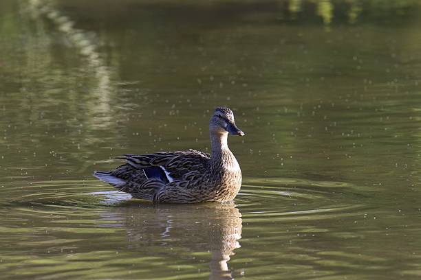 Mallard Duck (female) (anas platyrhynchos) poised in a colorful pond