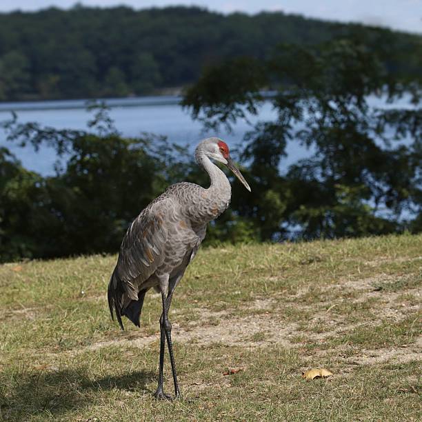 Sandhill Crane (winter coloring) (antigone canadensis) posing on a grassy lawn