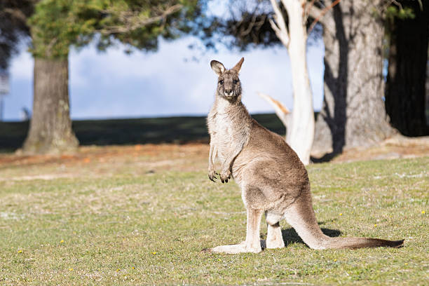 istock A large Eastern Grey kangaroo with brown fur standing in a grassy field looking towards the camera. 2237957863