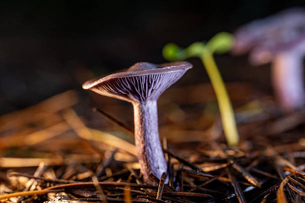 Close-up of mushrooms