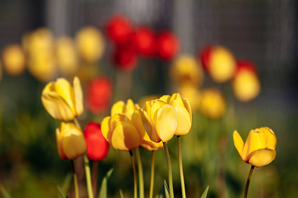 Yellow and red tulips in bloom under warm light in spring garden. g.
