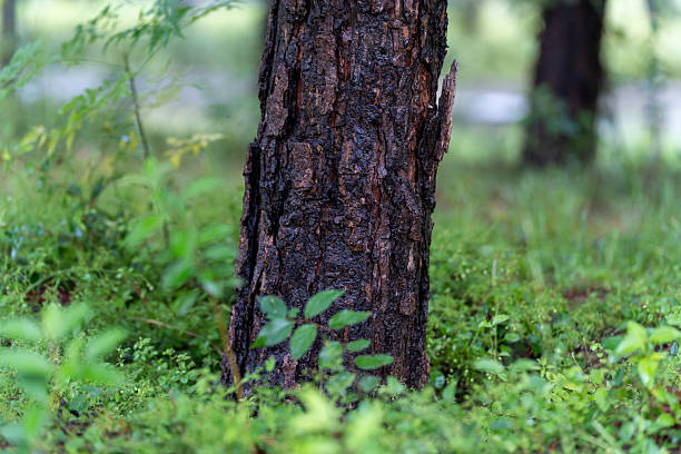 Close-up of trees in the forest, tree trunks