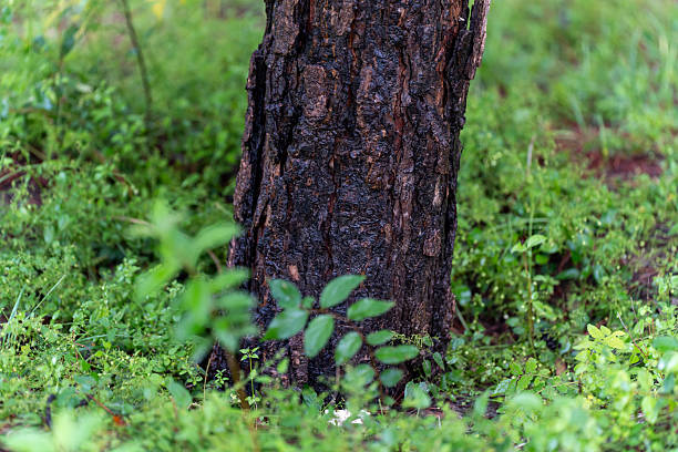 Close-up of trees in the forest, tree trunks