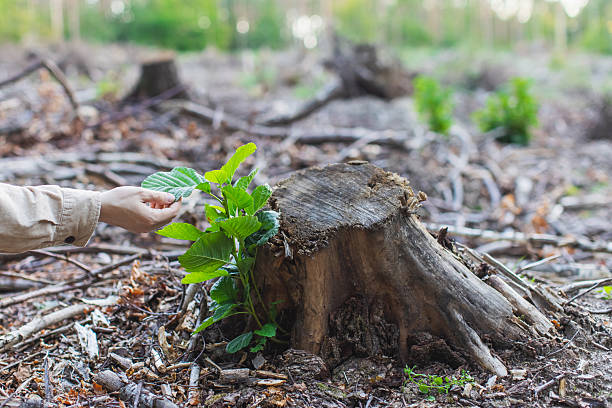 New life concept. Sprout on tree stump. Ecologist touches tree leaf