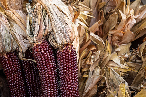 istock Red Indian Corn with Dried Husks  Autumn Harvest Decoration 2237958959
