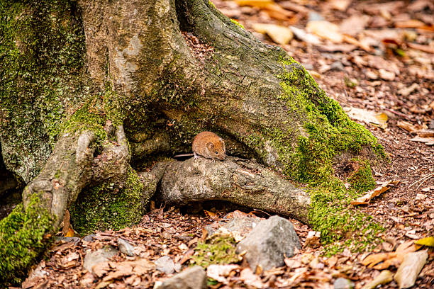 A small mouse in front of its nest under a tree in the forest