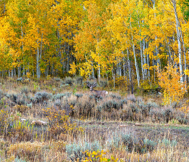 Animal wildlife in natural habitat of aspen forests and high meadow sagebrush. Foraging for food with scenic fall color aspen tree backdrop.