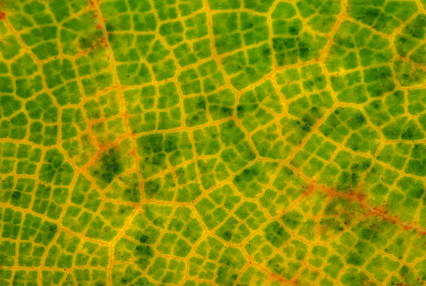 Abstract macro texture of a leaf's cellular structure. This backlit extreme detail shows the network of yellow veins contrasting with the green cells, a beautiful biological pattern