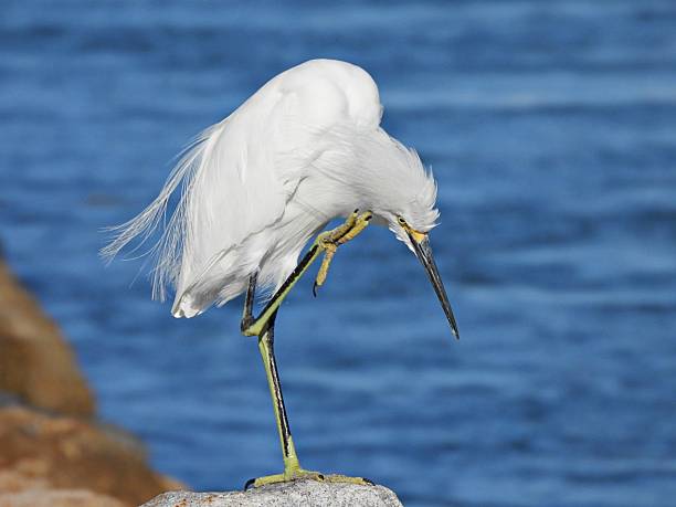 istock Snowy Egret (Egretta thula) - standing on a rock near an inlet scratching its head 2237962817