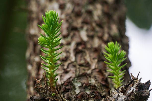 Nature is always beautiful.