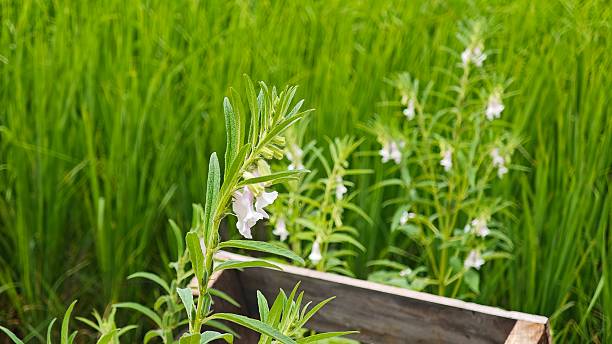 Black Sesame Plant in Garden.