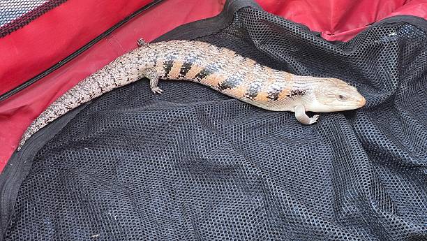 Northern Blue-Tongue Skink - Tiliqua scincoides
