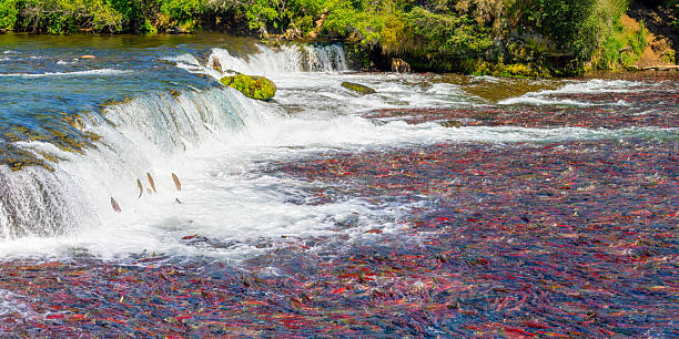 Hundreds of red salmon in river at Brooks Falls, Katmai National Park, Alaska. The salmon are swimming to jump the falls and are in large group of fish.