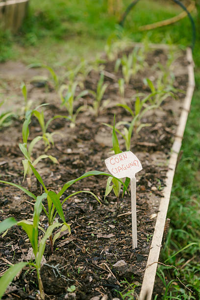 Sustainable regenerative urban community garden