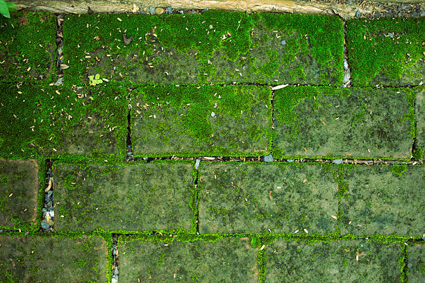 Green moss and old brick background, old style, easy on the eyes.