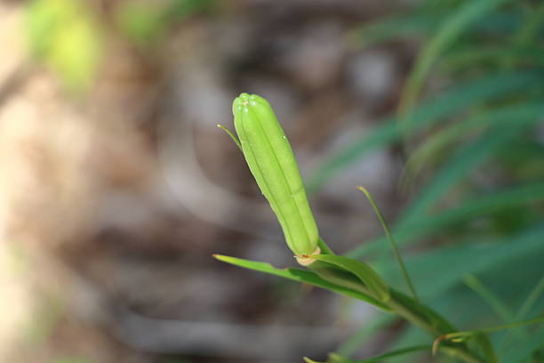 istock The neat lily bud quietly awaits its time. 2237969738