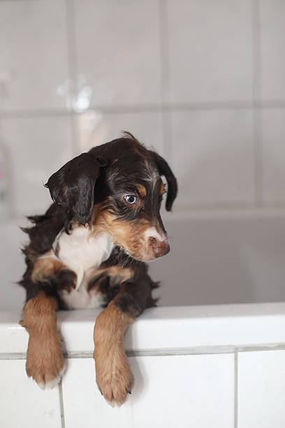 istock A brown and white dog is sitting in a bathtub 2237969995