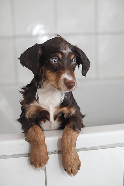 istock A brown and white dog is sitting in a bathtub 2237970005