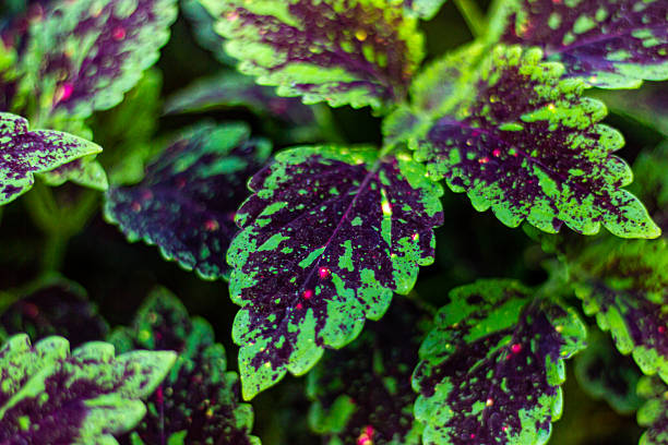 Assorted bright multicoloured Solenostemon Coleus plant leaves natural pattern wallpaper
