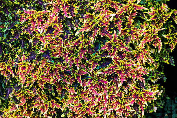 Assorted bright multicoloured Solenostemon Coleus plant leaves natural pattern wallpaper