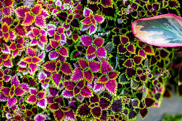 Assorted bright multicoloured Solenostemon Coleus plant leaves natural pattern wallpaper
