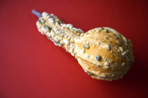 One yellow textured decorative pumpkin placed against red color background with copy space.