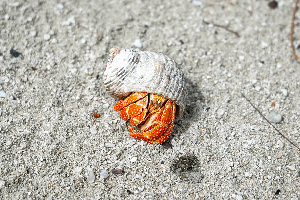 istock Hermit crab on a white sand beach in Maupiti, French Polynesia 2237976275