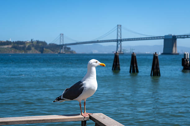 istock Seagull resting on a wooden railing with Oakland Bay Bridge behind 2237976346