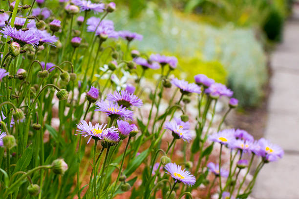 istock erigeron flowers on a blurred background with bokeh. space for text. colorful flower photography. close-up. beautiful screensaver. Erigeron. Erigeron concinnus. Asteraceae. astra. 2237978523