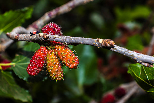 Close-up of ripe and unripe mulberries on the branch. The detailed texture of the fruit cluster is surrounded by vibrant green leaves, showcasing the natural growth of this sweet, edible berry.