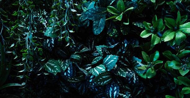 istock Creative nature green leaves background. 2237980051