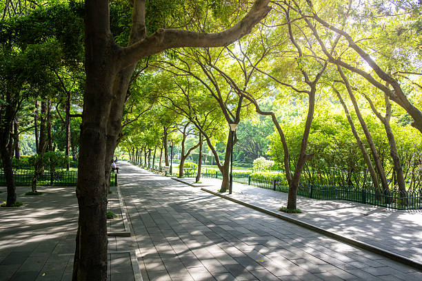 istock A Serene Pathway Under the Canopy of Trees Bathed in Sunlight 2237980539