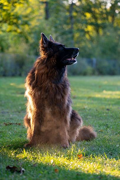 istock Majestic German Shepherd is sitting on a sunlit grassy field with a blurred forest background. 2237980575