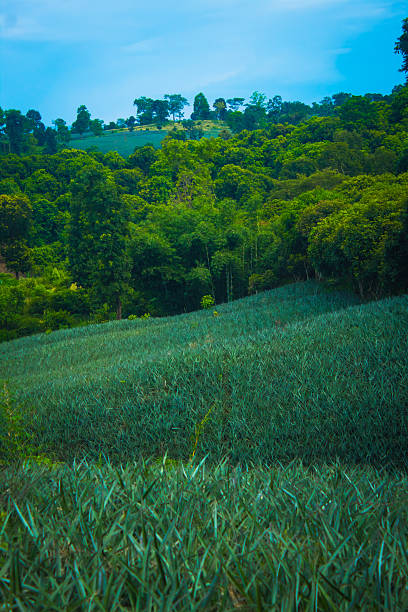 young pineapple on the tree. pineapple plantation