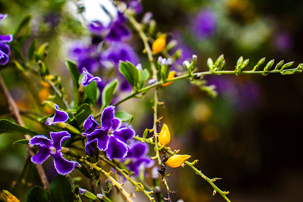 Vibrant purple flowers and cascading golden berries of the Duranta erecta, Golden Dewdrop. This beautiful, yet toxic, ornamental shrub is a species of the verbena family, native to the Americas.