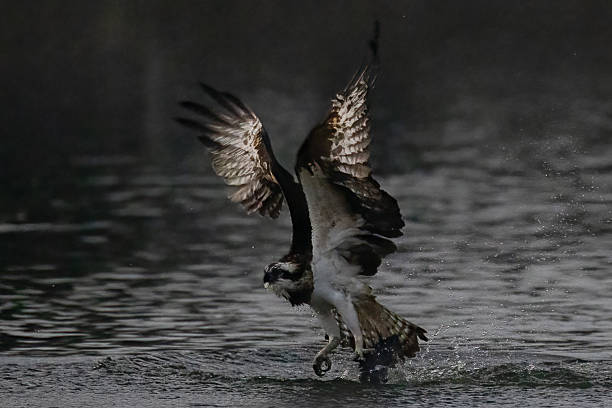 istock The beautiful flight characteristics of Osprey in  pond. 2237982626
