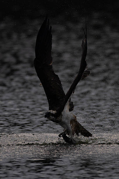 istock The beautiful flight characteristics of Osprey in  pond. 2237982641