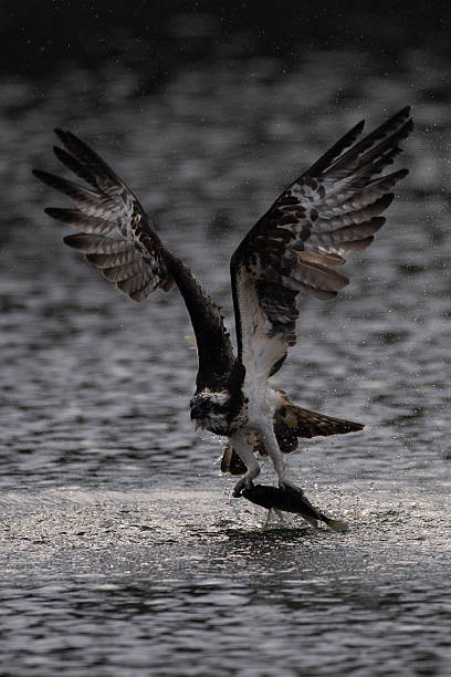 istock The beautiful flight characteristics of Osprey in  pond. 2237982645