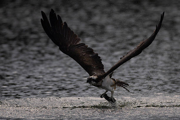 istock The beautiful flight characteristics of Osprey in  pond. 2237982646