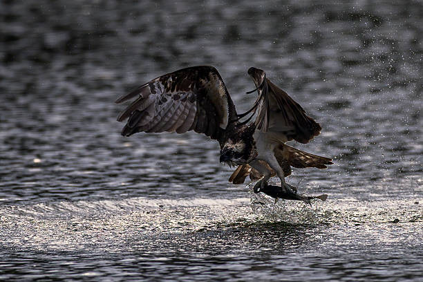 istock The beautiful flight characteristics of Osprey in  pond. 2237982650