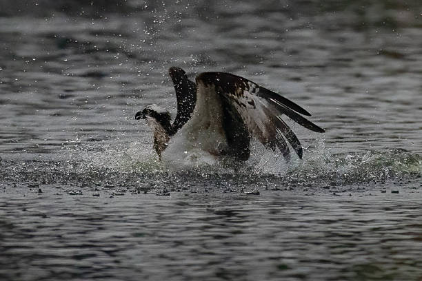 istock The beautiful flight characteristics of Osprey in  pond. 2237983055