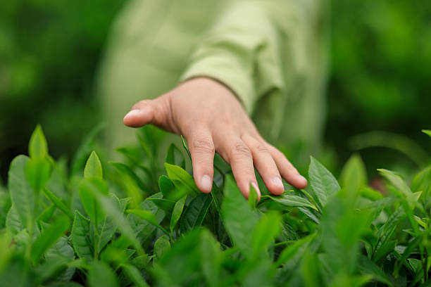 istock Tea farmer picking green tea bud in spring tea farm 2237983910
