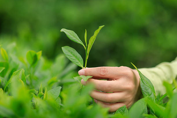 istock Tea farmer picking green tea bud in spring tea farm 2237984045